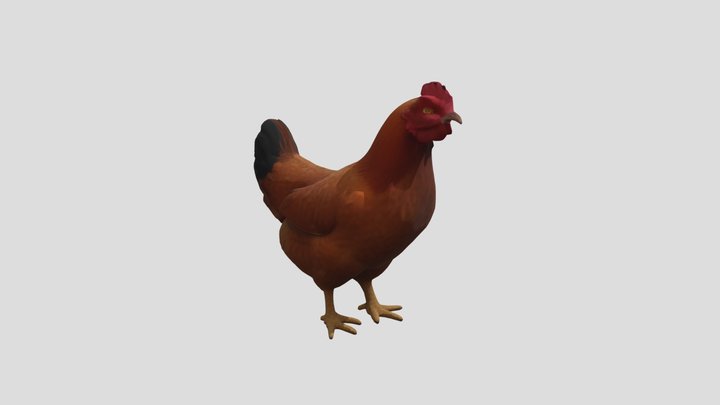 Hen 3D Model Free 3D Model
