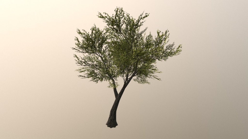 Hill Top Tree