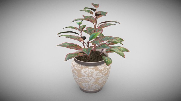 Plant- Dieffenbachia - Variegated B 3D Model