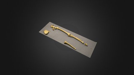 TEST- Bamburgh Castle Inner Ward Skeleton- 3D Model