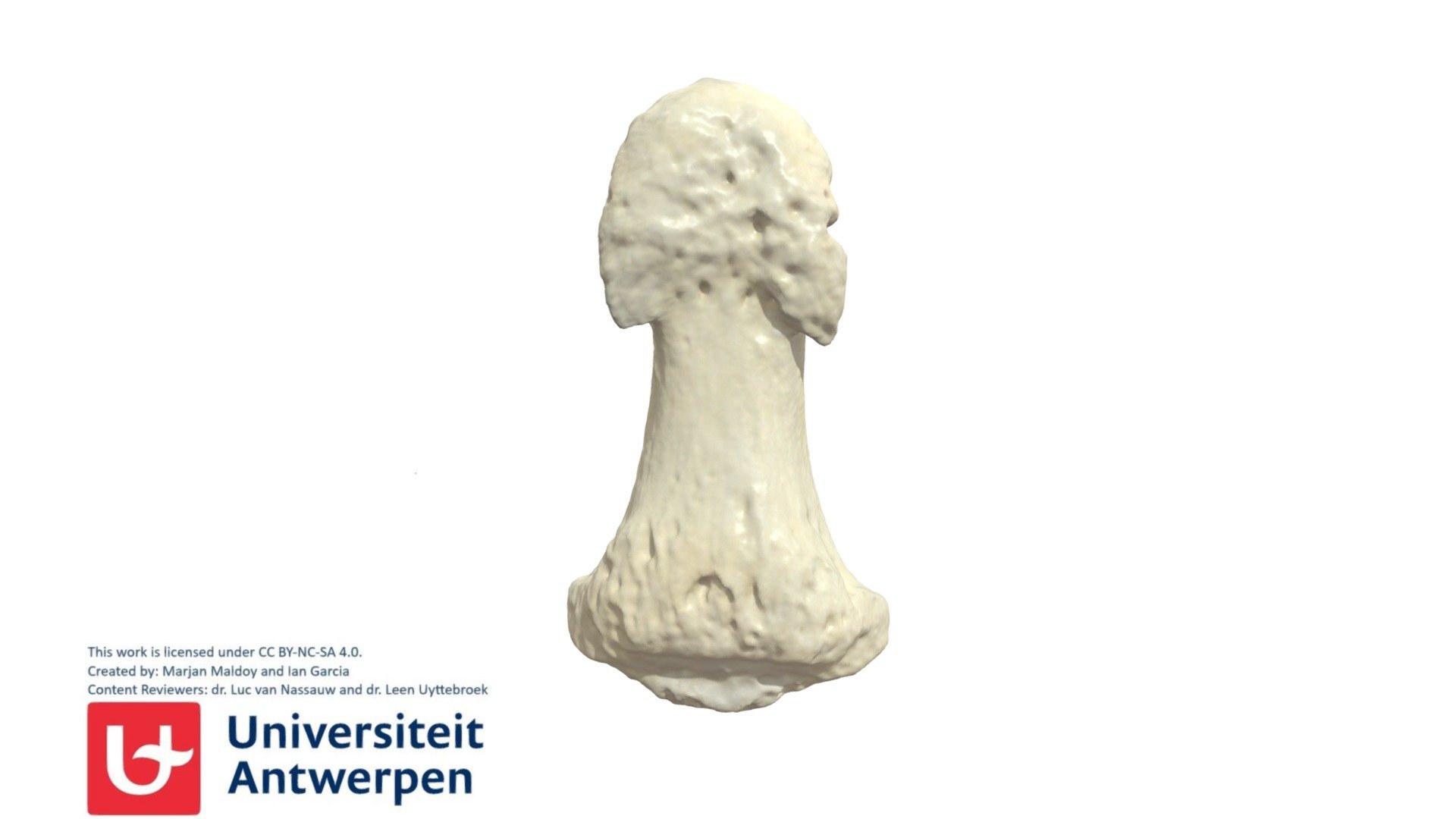 Phalanx Distalis II R - 3D model by Universiteit Antwerpen ...