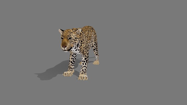 Quadruped Idle Animation 3D Model
