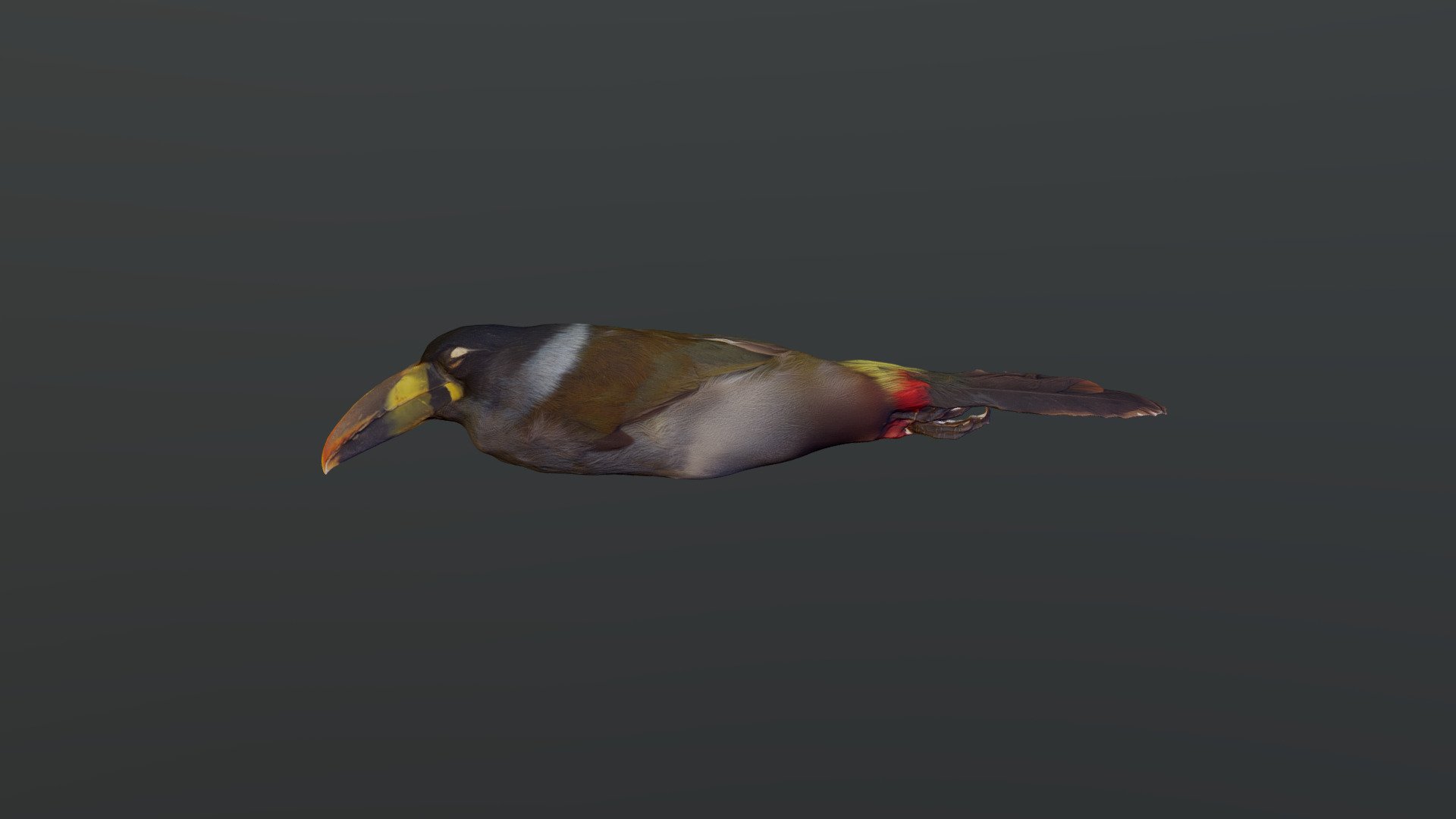 Gray-breasted Mountain-Toucan - A. hypoglauca