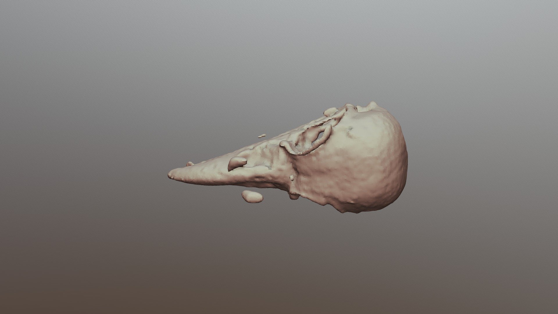 8E-Raven Skull-BC8130