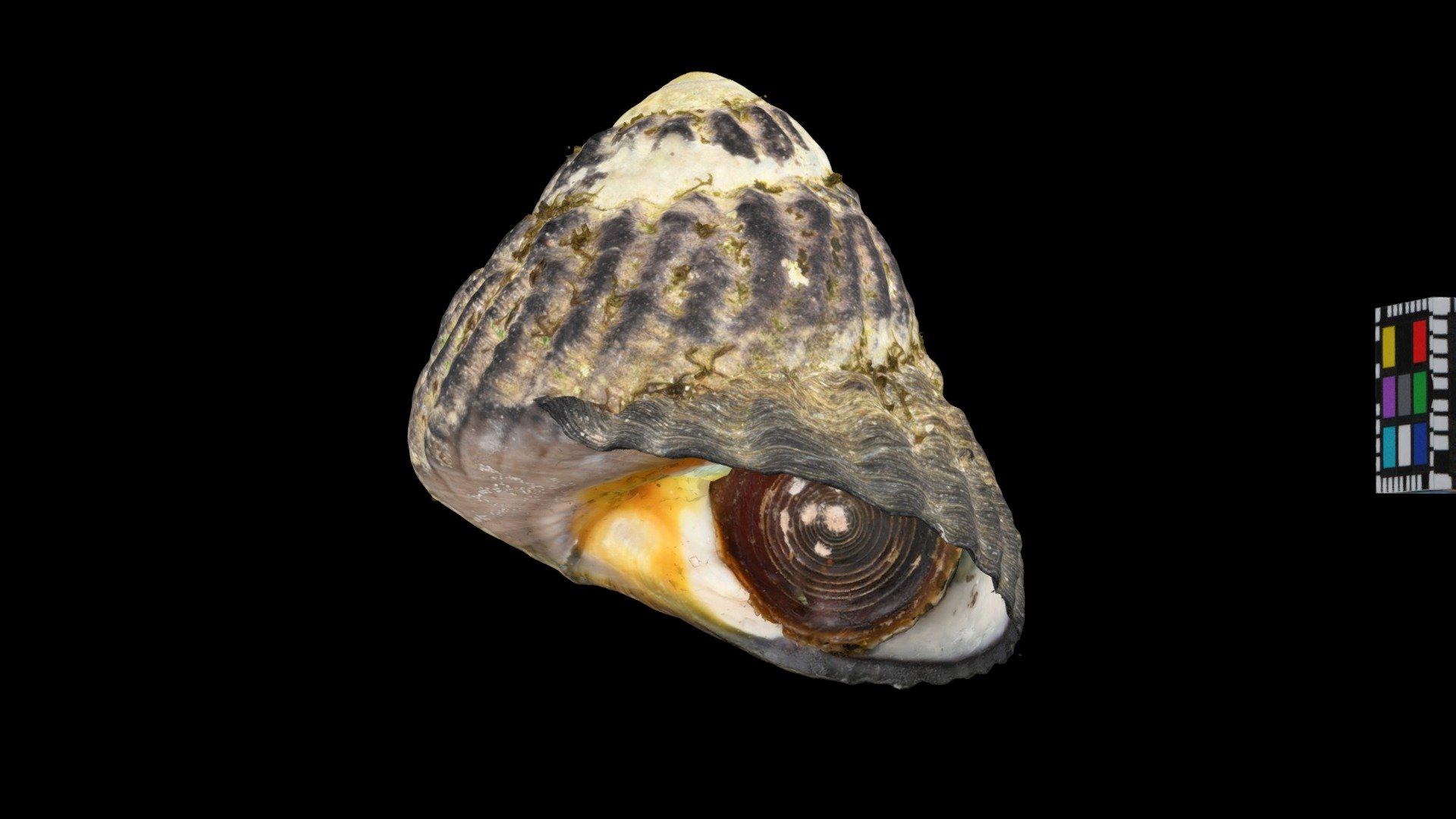ヒメクボガイ Omphalius nigerrimus
