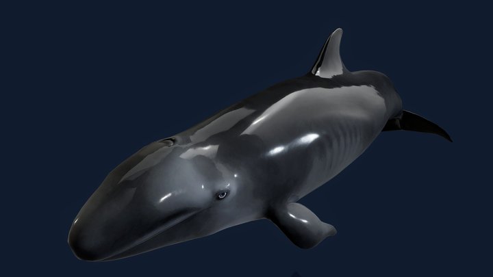 False Killer Whale 3D Model