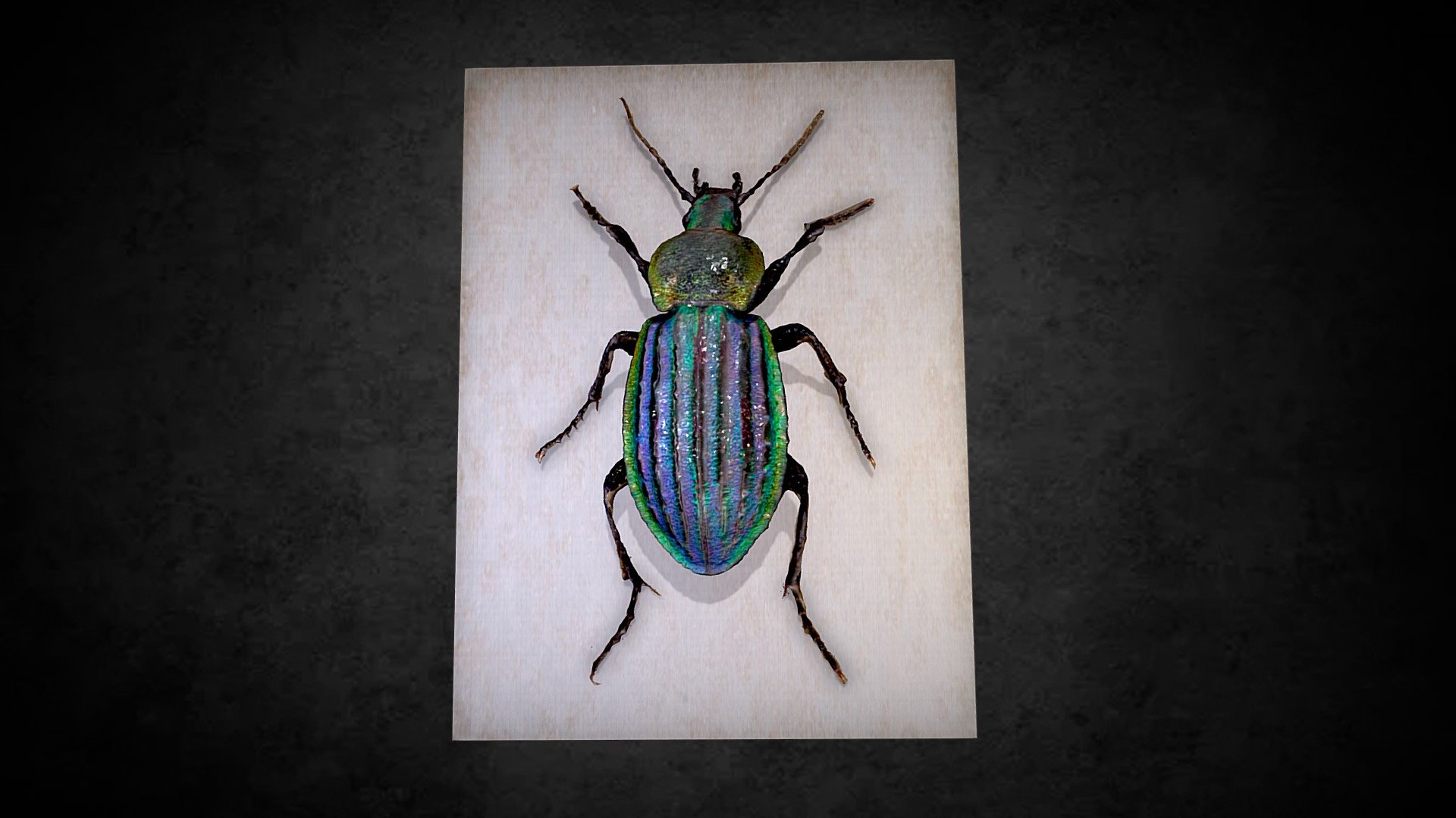 Carabus Nitens Beetle - Download Free 3D model by The Watt Institution ...