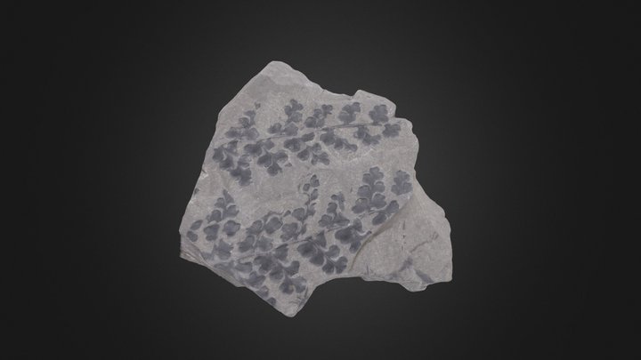 Seed fern: Eusphenopteris sp. (Cornell Univ.) – Modelo 3D gratuito STL