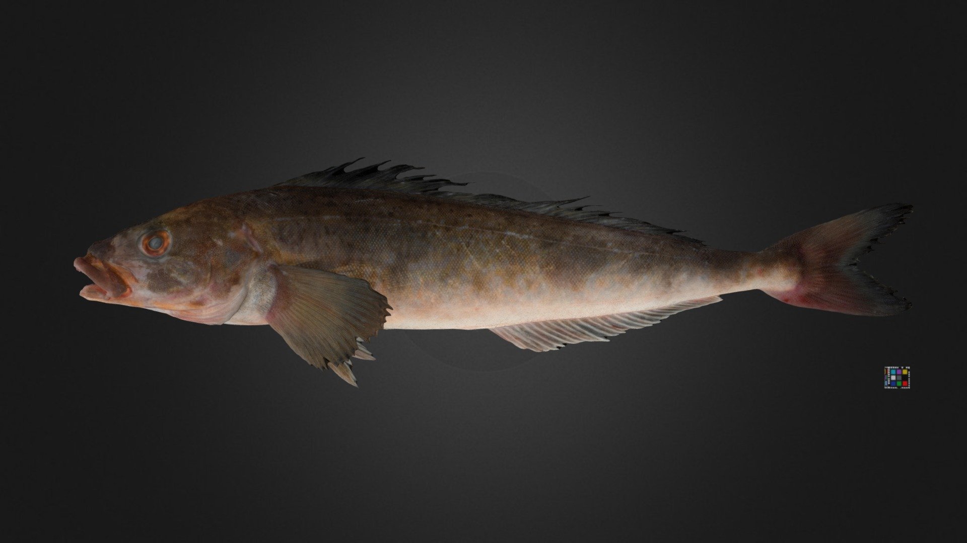 ホッケ Okhotsk Atka Mackerel, Pleurogrammus azonus