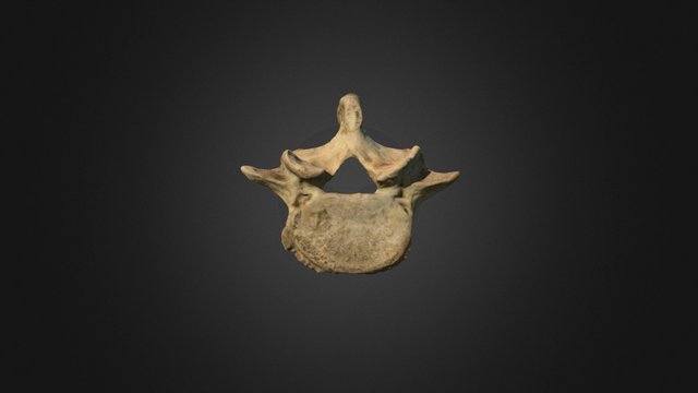 Fifth Lumbar Vertebra – Free 3D Model STL