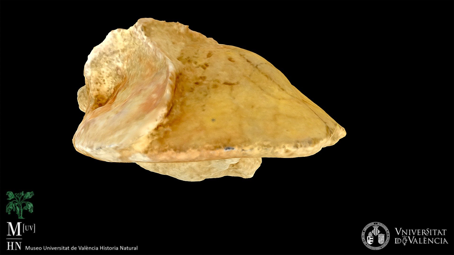 Thalassinoides isp. sobre Clypeaster — Sketchfab embed 3D viewer