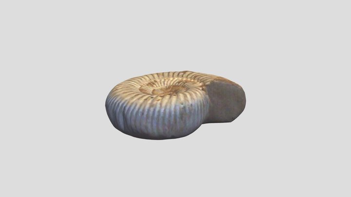 Ammonite 3D Model