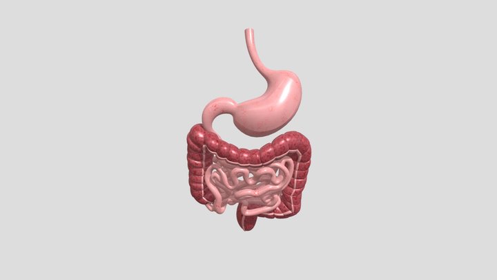 Endoscopic Gastric Balloon 3D Model