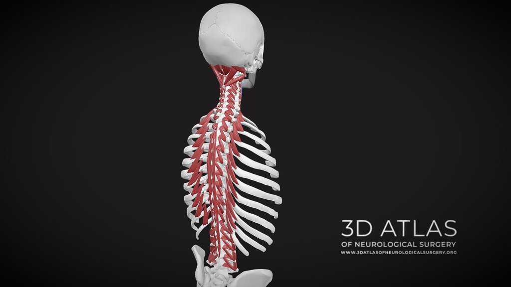 Paraspinal muscles schemes - A 3D model collection by 3D Atlas of ...