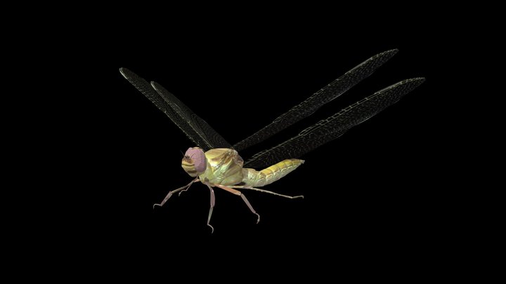 Dragon Fly 3D Model