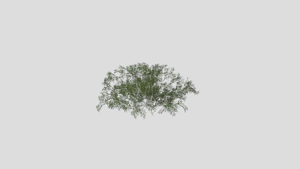 Sj Golden Meadow Edge Bush