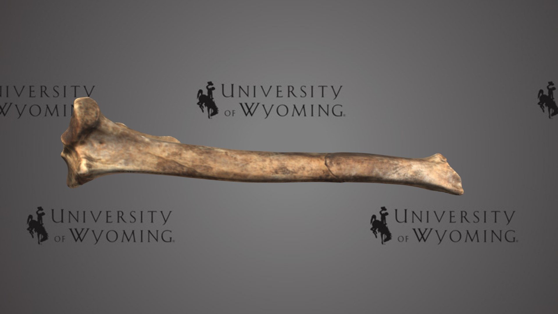 UW 50828 - Canis lupus, Right Tibia