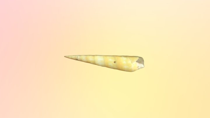 蟹守筍螺Terebra cerithina 3D Model