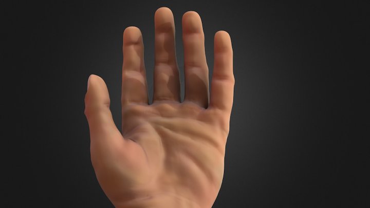 realistic hand 3D Model
