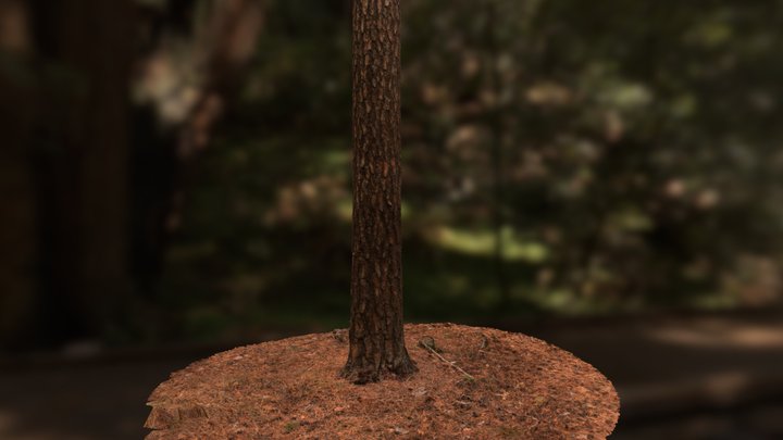 Fern Trunc with ground 3D Model