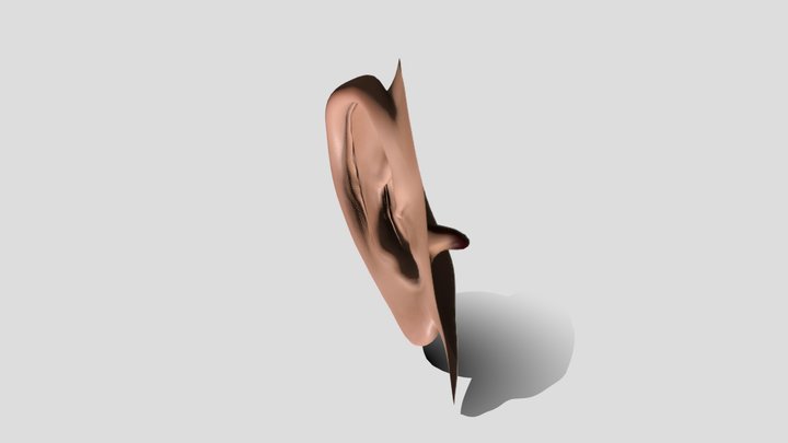 Ear 3D Model