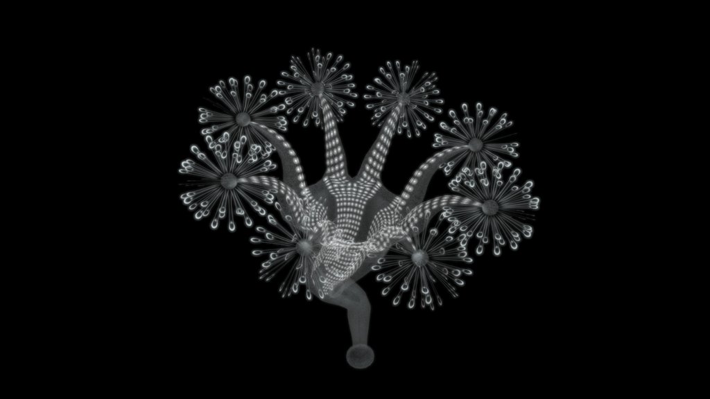 Stalked Jellyfish (Stauromedusae)