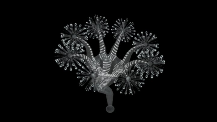 Stalked Jellyfish (Stauromedusae) 3D Model