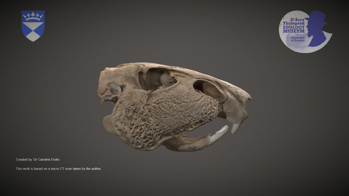 Paca skull – Gratis 3D-model STL