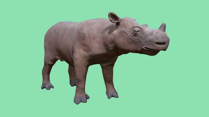 Badak Sumatra 3D Model