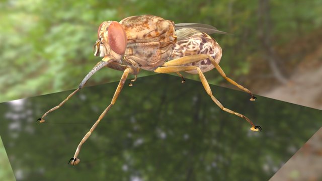 Tsetse Fly Textured 3D Model