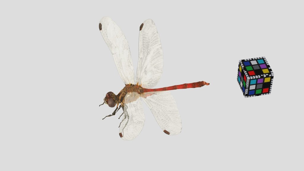 CC0 マユタテアカネ ♂ Foot-tipped Darter