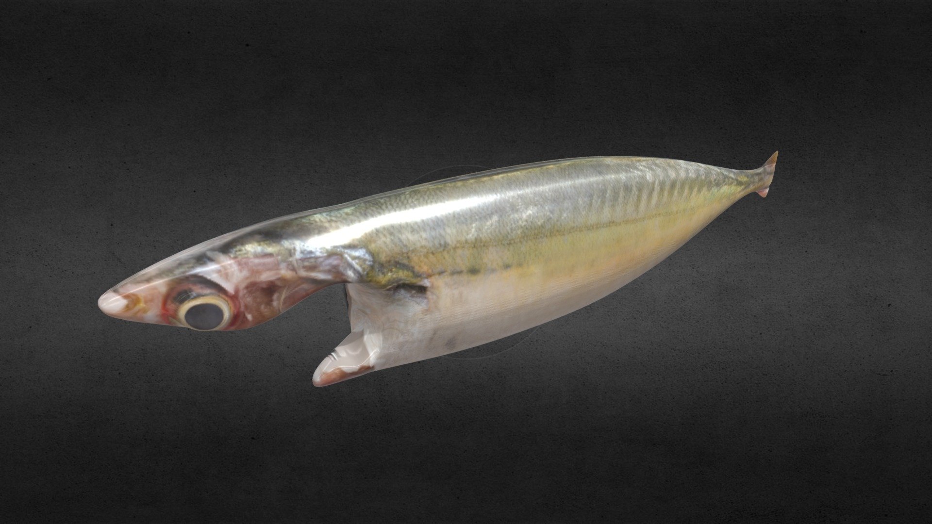 Mackerel_Dressed_ANil