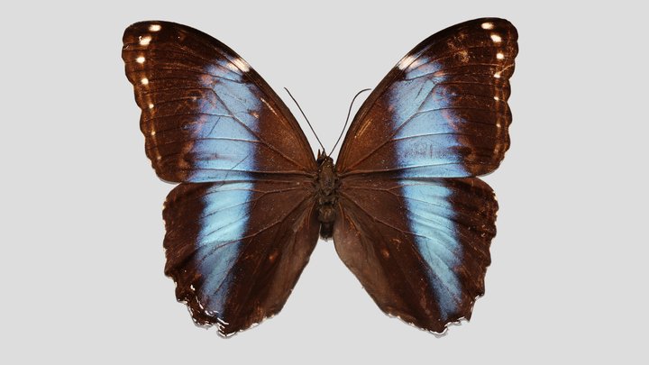 YPM ENT.798173 Blue morpho, Morpho achilles – Kostenloses 3D-Modell STL