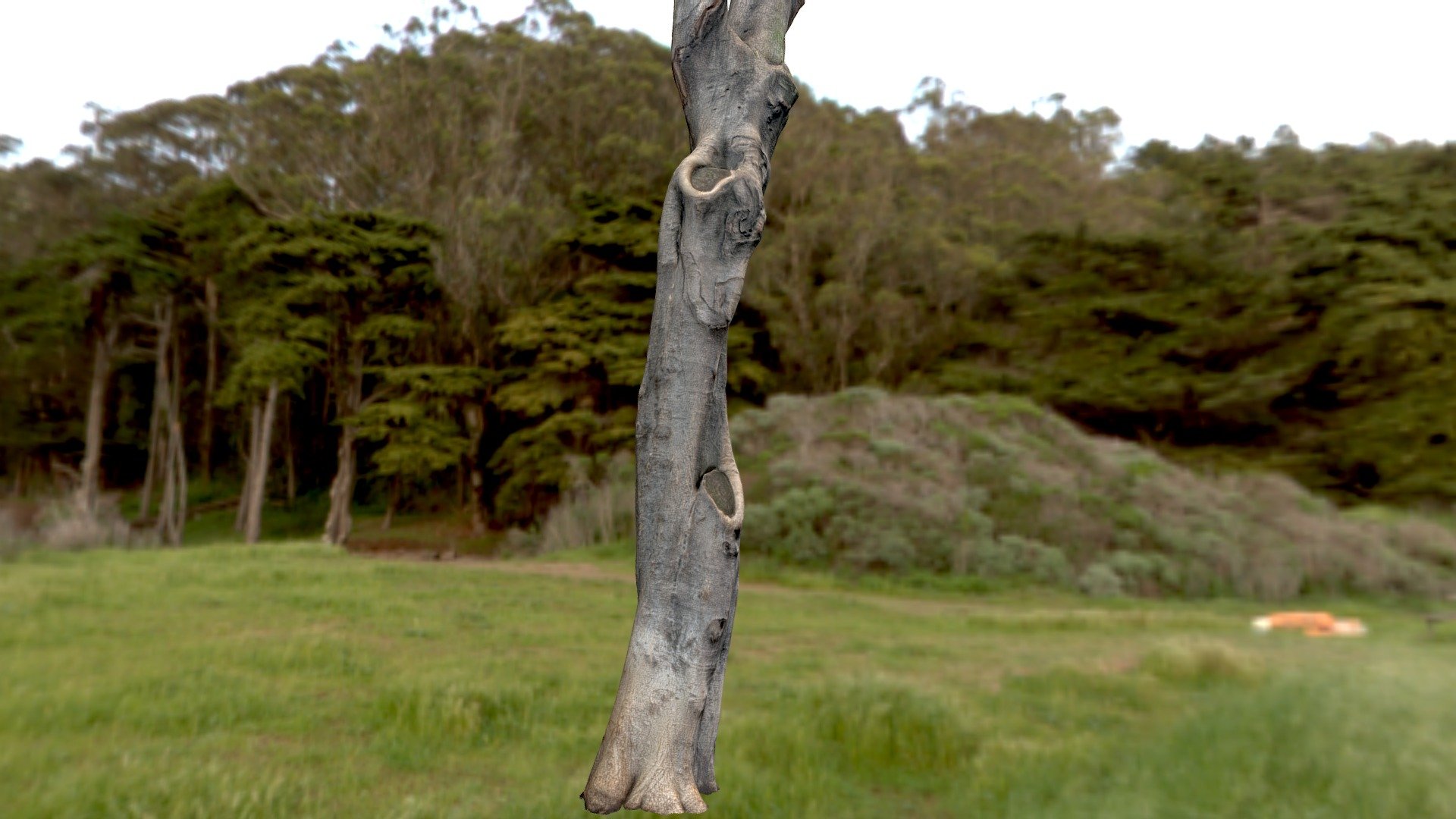 Tree trunk