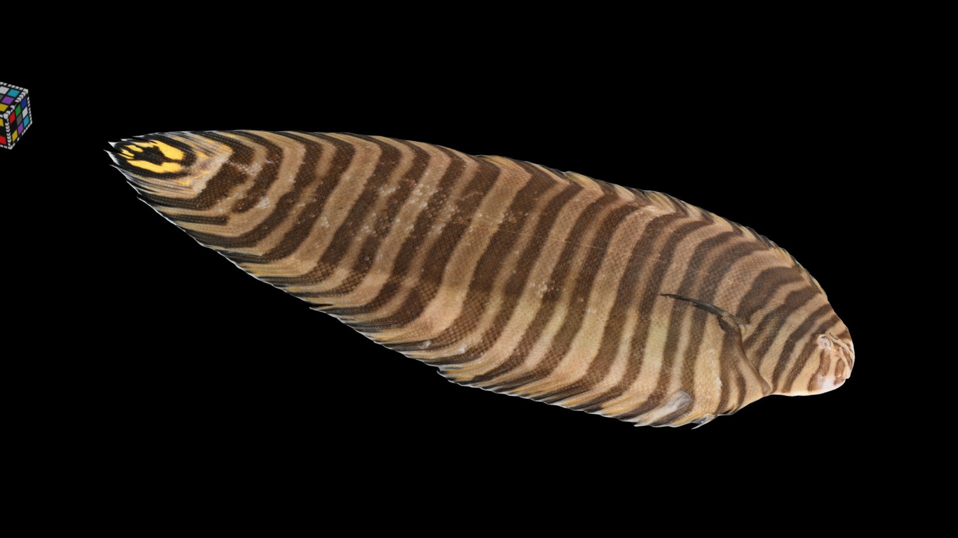 シマウシノシタ Striped Sole, Zebrias zebrinus