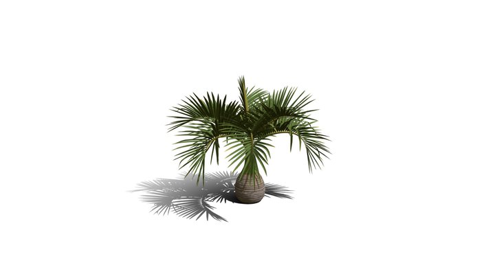 Realistic HD Bottle palm (7/15) 3D Model