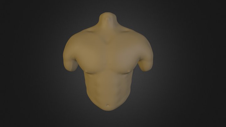 Human Male Torso Study 3D Model