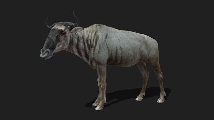 WILDEBEEST - Realistic 3D Model (DEMO FREE)