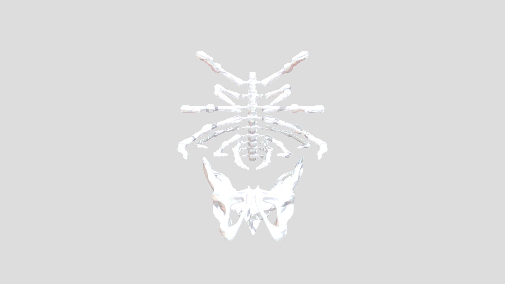 Pelvis