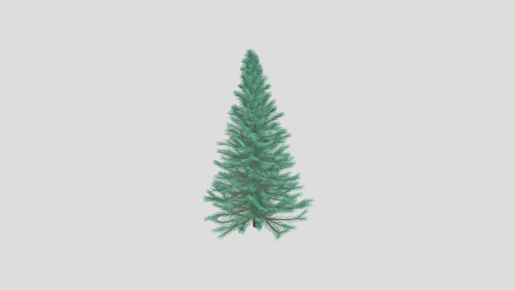 Fir Tree