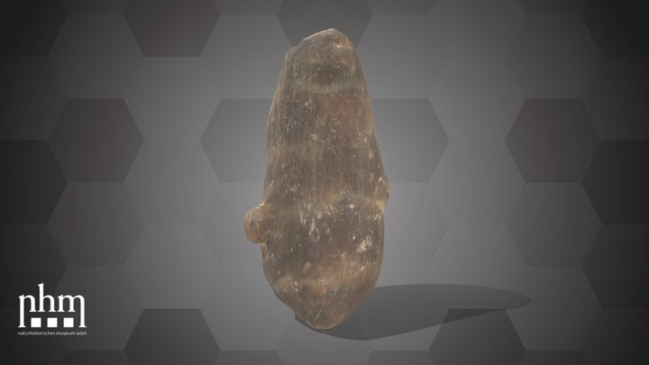 Bulb of an Araceae (NHMW-AFW-DING-0046-015) – Modello 3D gratuito STL