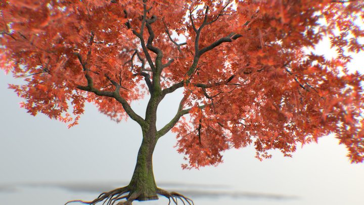 Tree Maple 02 3D Model