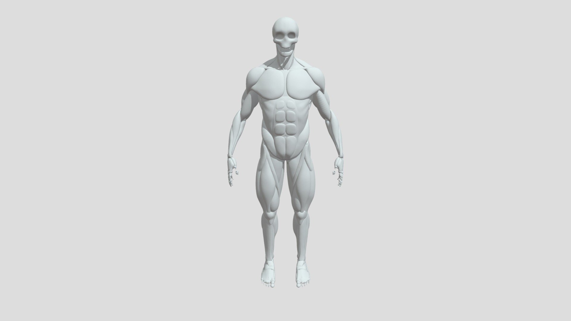 2383 Adrien Heuse Anatomy