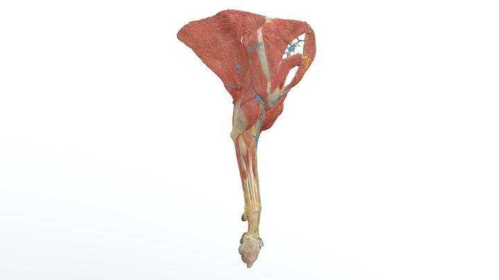 Dog, Forelimb, Topography (plastinate 1) 3D Model
