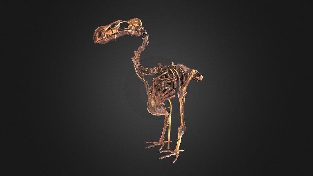 Dodo