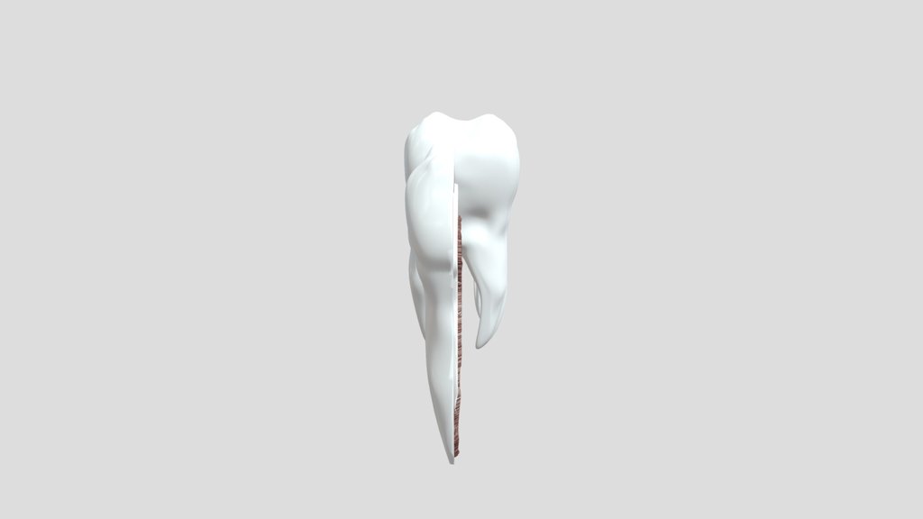 Tooth Cross Section Animated