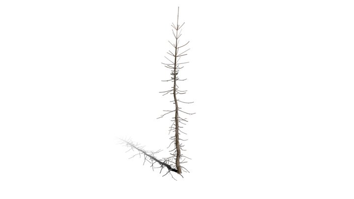 Realistic HD Colorado Blue spruce Koster (37/43) 3D Model