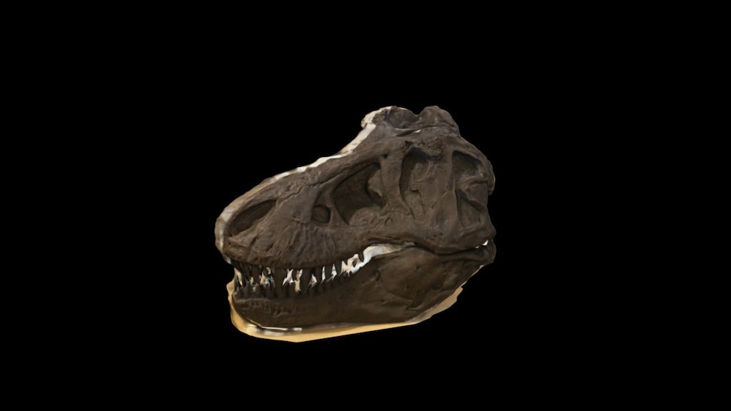 Tyrannosaurus Rex Skull