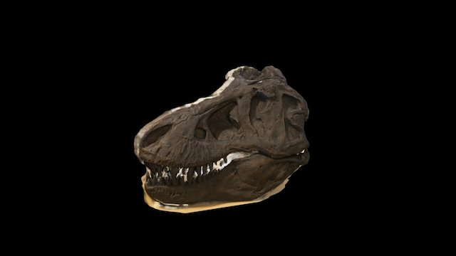 Tyrannosaurus Rex Skull 3D Model
