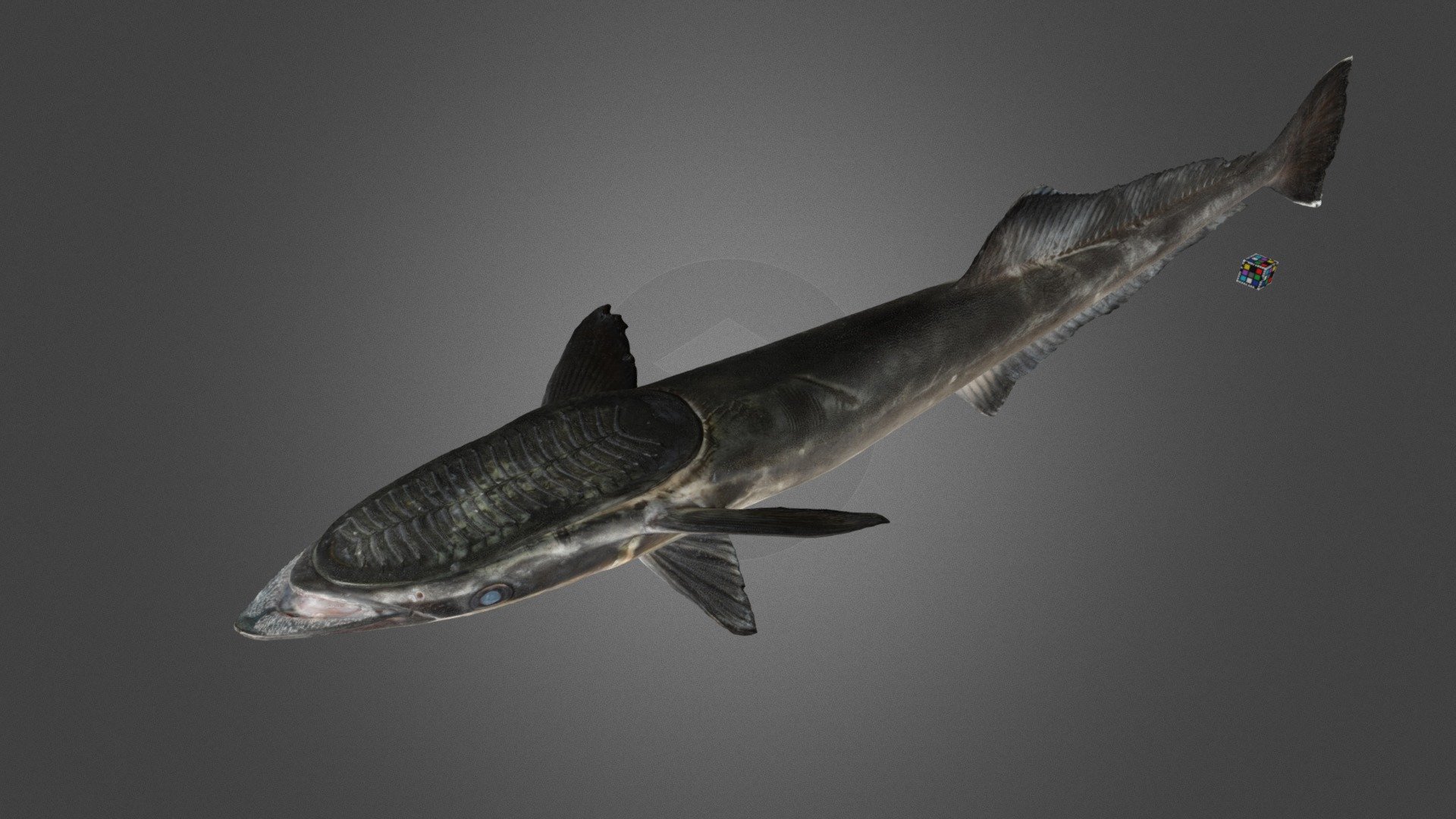 コバンザメ Live Sharksucker, Echeneis naucrates